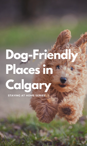 dog_friendly_places_in_calgary